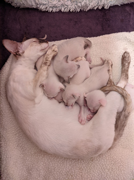 October 2020 Kittens