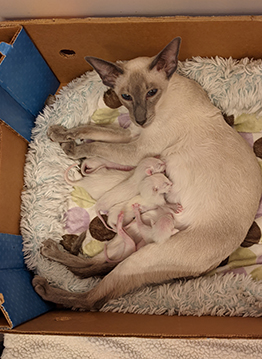 October 2020 Kittens